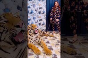 Sher Ha Cat Nhi|Mian Saqib|🎉😱💯#ytshorts #animals#petlover#lion#tiger#shorts#trending#viralvideo