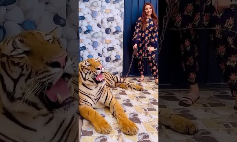 Sher Ha Cat Nhi|Mian Saqib|🎉😱💯#ytshorts #animals#petlover#lion#tiger#shorts#trending#viralvideo