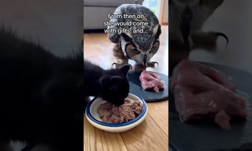 Should I let them keep playing!? #wholesome #animals