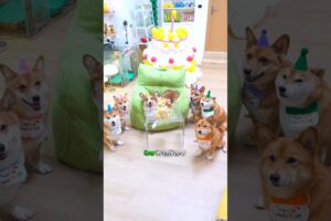 Six Little Dogs Birthday 🐶🎂