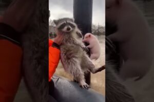 Small Animals Rescue Videos #animalrescue #aistory #rescue