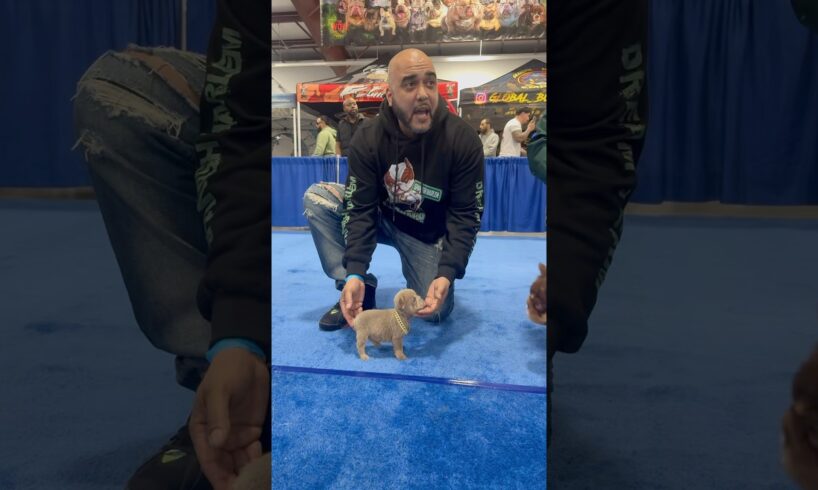 Smallest five month in the world 🗺️? What do you guys think 🤔 ￼#puppy #bulldog #frenchbulldogs