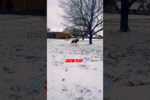 🐴Snow Play #shorts #youtubeshorts #shortvideo #horse #love #like #fun #animals #pets #life #snow