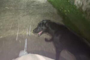 So Much Rain Last Night - Takis Shelter