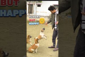 Street Puppy Friends ❤️ | Feeding & Playing with Cute Puppies 🐶