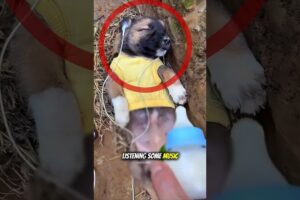 THESE DOGS ARE JUST SO PRECIOUS 💕💕