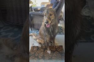 Teddy keeps my life interesting…. #dogsofyoutube #dog #dogs #goldenretriever #animals #funny #shorts