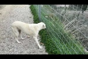 Thalia & Atlas: After Years on Chains, Finally Running Happy  ❤️ - Takis Shelter