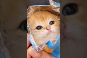 The Cutest Kitten Is Here! 😻💕 #meow #cute #kitten #cat #funny