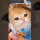 The Cutest Kitten Is Here! 😻💕 #meow #cute #kitten #cat #funny