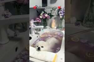 “The Cutest Puppies & Kittens You’ll See Today 🐶🐱”❤️