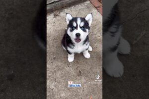 The Cutest Puppies #dog #funny