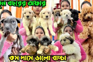 The Cutest Puppies for Sale in Kolkata. Dog Market in Kolkata Price. Kolkata Dog Market.