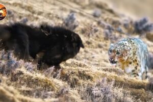 The Deadliest Predators of the Mountain Highlands Fight to Survive | Animal Documentary