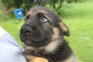 The Most Adorable German Shepherd Puppies I've Ever Seen😍 Cute Animal Videos