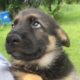 The Most Adorable German Shepherd Puppies I've Ever Seen😍 Cute Animal Videos