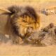 The Most Amazing LION Attacks Ever Caught on Camera | Animal Fighting