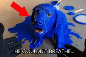 The Most Emotional Animal Rescues of December 😢❤️