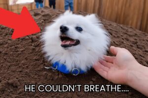 The Most Emotional Animal Rescues of December 😢❤️- Part 2