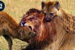 The Most Incredible Lion Chase Ever Caught on Camera | Animal Fights