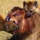 The Most Incredible Lion Chase Ever Caught on Camera | Animal Fights