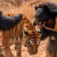 The Most Intense Tiger Encounters Ever Caught on Camera | Animal Fights