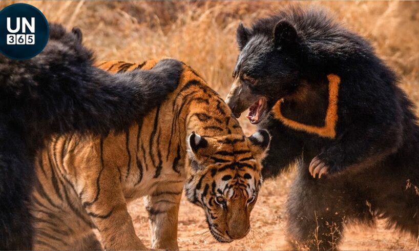 The Most Intense Tiger Encounters Ever Caught on Camera | Animal Fights