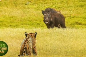 The Most Spectacular Hunts of Big Cats Ever Recorded | animal fights