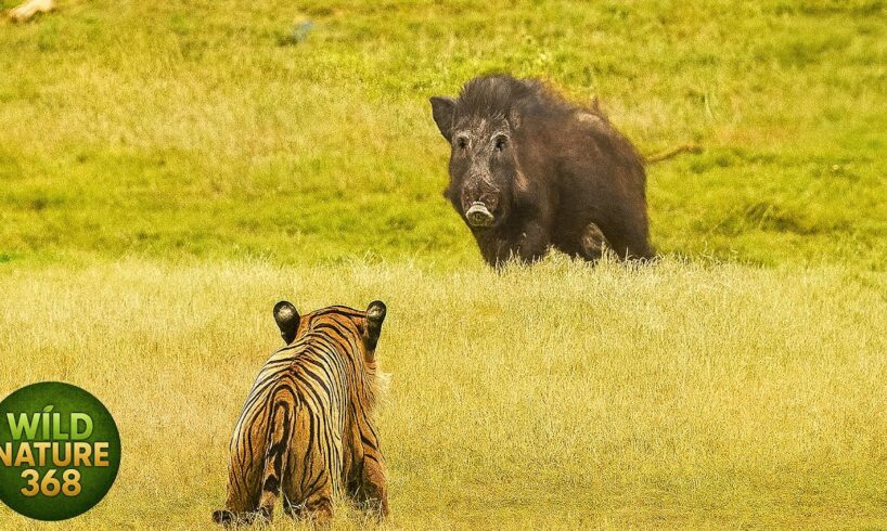 The Most Spectacular Hunts of Big Cats Ever Recorded | animal fights