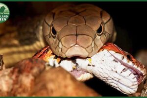 The Most Terrifying Snake Attacks Ever Recorded | Animal Fights