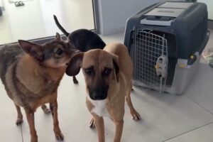 The New Dog Is Still In Shock and Shaking!  - Takis Shelter