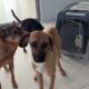 The New Dog Is Still In Shock and Shaking!  - Takis Shelter