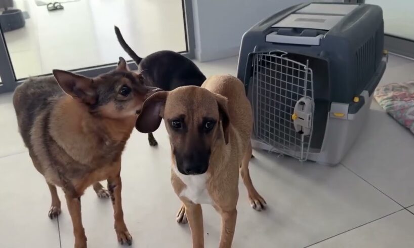 The New Dog Is Still In Shock and Shaking!  - Takis Shelter