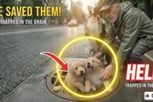 The Puppies Begged Strangers to Save Their Mother | Animal Rescue