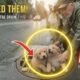 The Puppies Begged Strangers to Save Their Mother | Animal Rescue