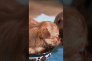 The Puppies Get Sleepy After Lunch | Too Cute! | Animal Planet