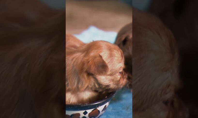 The Puppies Get Sleepy After Lunch | Too Cute! | Animal Planet