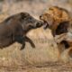 The Uncompromising Battle: Lions and Wild Boars | animal fights