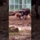 The baboon troop grew excited as the mother buffalo rescued her calf.