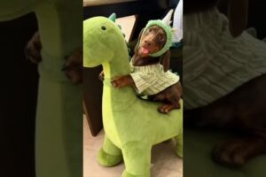 The cutest puppies in the most adorable outfits🦖🧸🌭 #babyanimals #dogcostumes #puppyoutfits