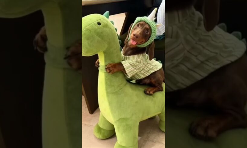 The cutest puppies in the most adorable outfits🦖🧸🌭 #babyanimals #dogcostumes #puppyoutfits