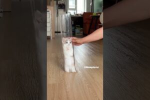 The kitten leap towards you 😻 💕 #cute #kitten #cat #meow