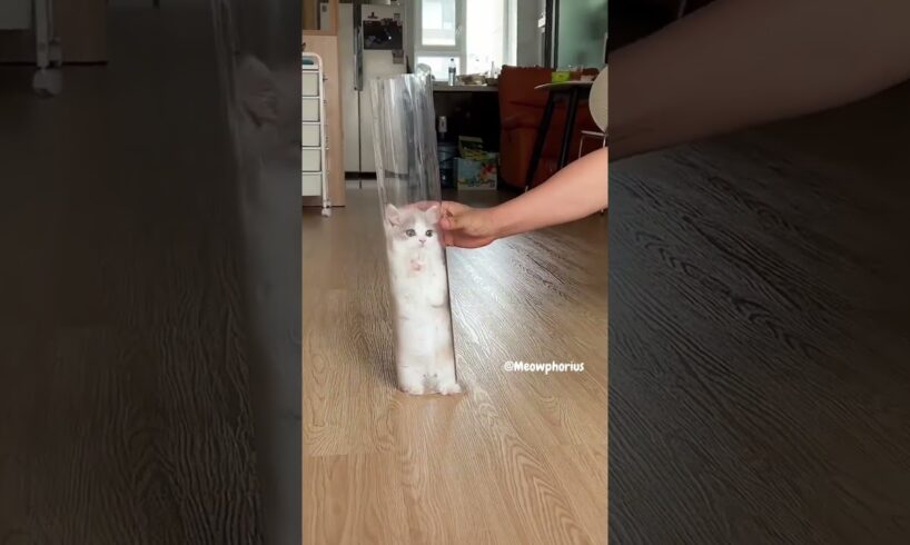 The kitten leap towards you 😻 💕 #cute #kitten #cat #meow