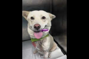 The mother dog gave birth to six cute puppies but sadly...🥺😥 #youtube #shorts