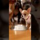 These two dogs fighting over milk is too cute #puppies #funny