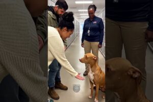 They Told Him He Was Adopted… He Broke Down  #viral #dog #emotional #moments