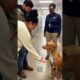 They Told Him He Was Adopted… He Broke Down  #viral #dog #emotional #moments
