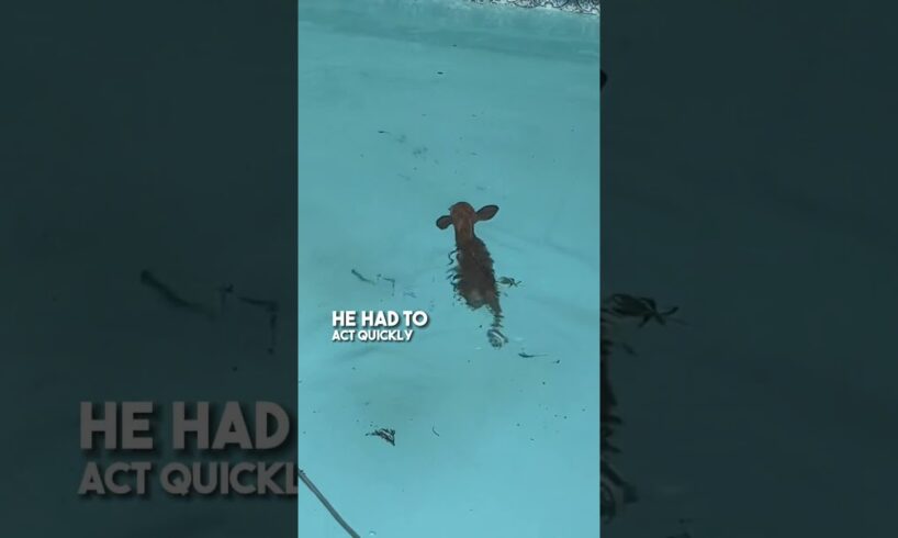 They saved a newborn deer that fell in their pool ❤️