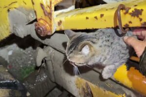 They’re Waiting for Me Every Night… The Cats of the Rubbish Area - Takis Shelter