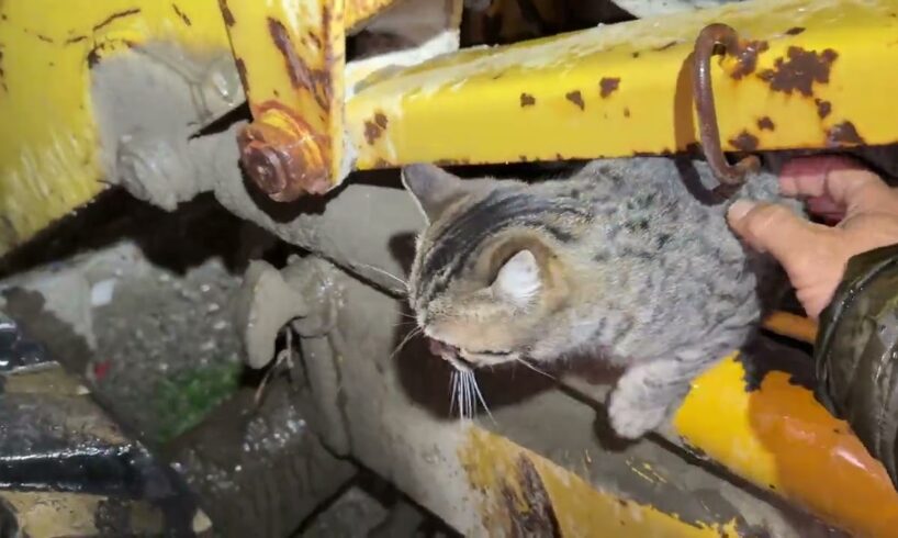 They’re Waiting for Me Every Night… The Cats of the Rubbish Area - Takis Shelter
